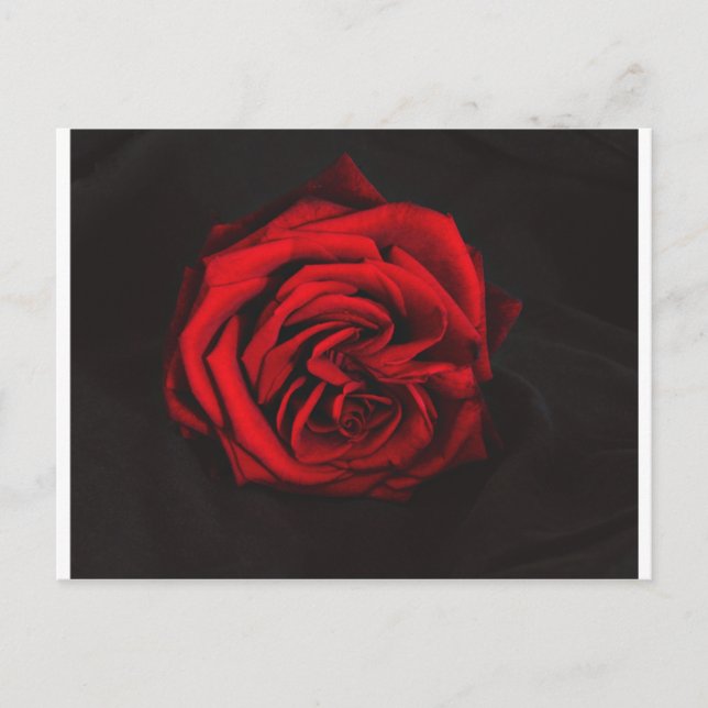 Cartão Postal presentes de rosa vermelha (Frente)