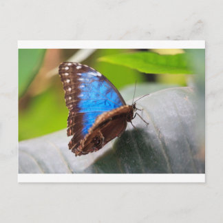 Cartão Postal Presentes do Destino