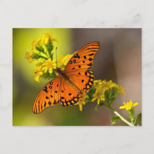 Cartão Postal Presentes e Roupas da Borboleta Fritillary Gulf