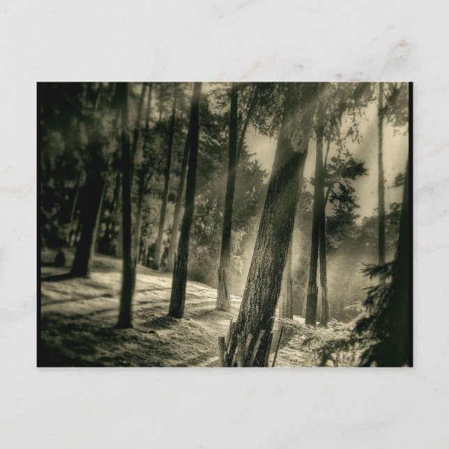 Cartão Postal Presentes naturais do Sol Legal de Floresta Negra  (Frente)