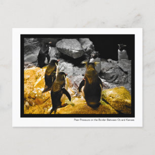 Cartão Postal Pressão pelos pares na fotografia de Penguins na f