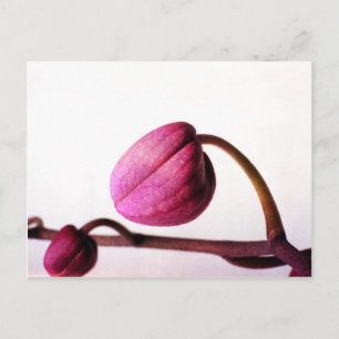 Cartão Postal Prestes a Bloom