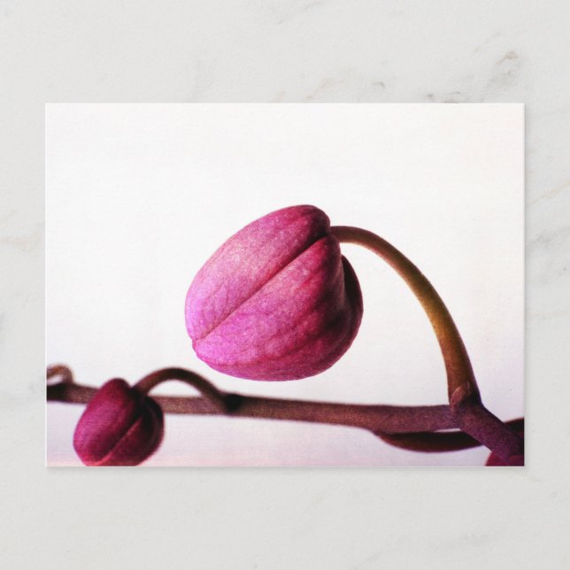 Cartão Postal Prestes a Bloom (Frente)
