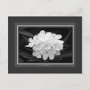 Cartão Postal Preto & Branco