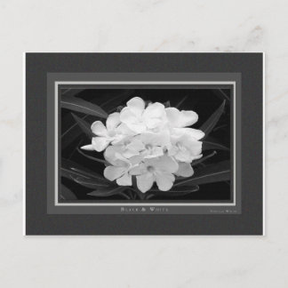 Cartão Postal Preto & Branco