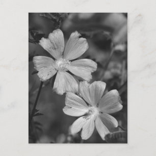 Cartão Postal Preto & Branco