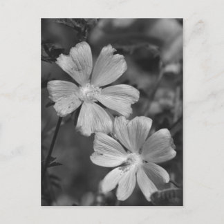 Cartão Postal Preto & Branco