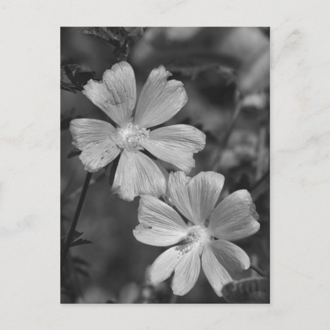 Cartão Postal Preto & Branco (Frente)