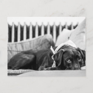 Cartão Postal Preto e branco Cachorro relaxando chocolate com so