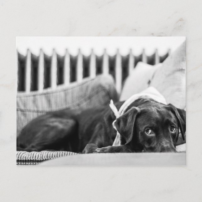 Cartão Postal Preto e branco Cachorro relaxando chocolate com so (Frente)