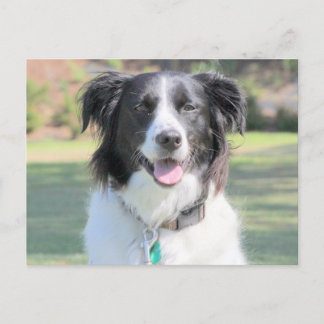 Cartão Postal Preto E Cachorro Branco Feliz Fechado