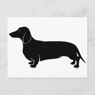 Cartão Postal Preto em White Dachsund