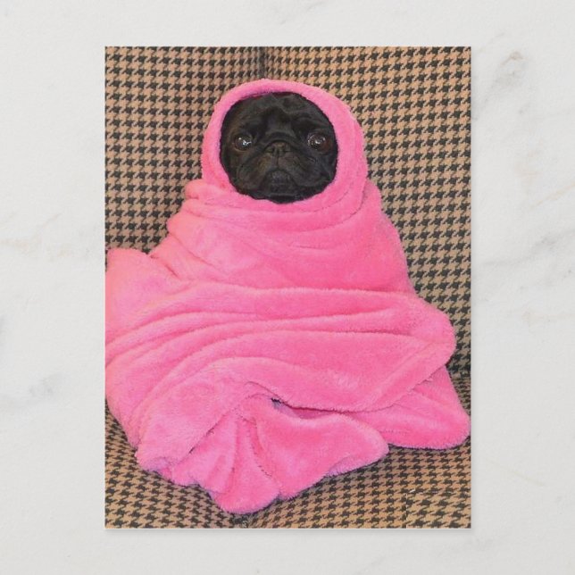 Cartão Postal Preto Pug em um cobertor rosa (Frente)