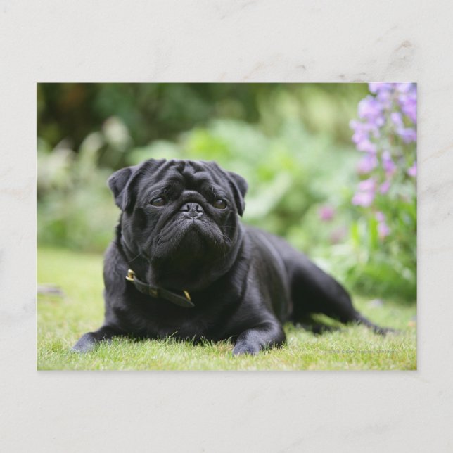 Cartão Postal Preto Pug Para Baixo (Frente)