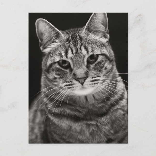 Cartão Postal Preto Tabby Kitten (Frente)