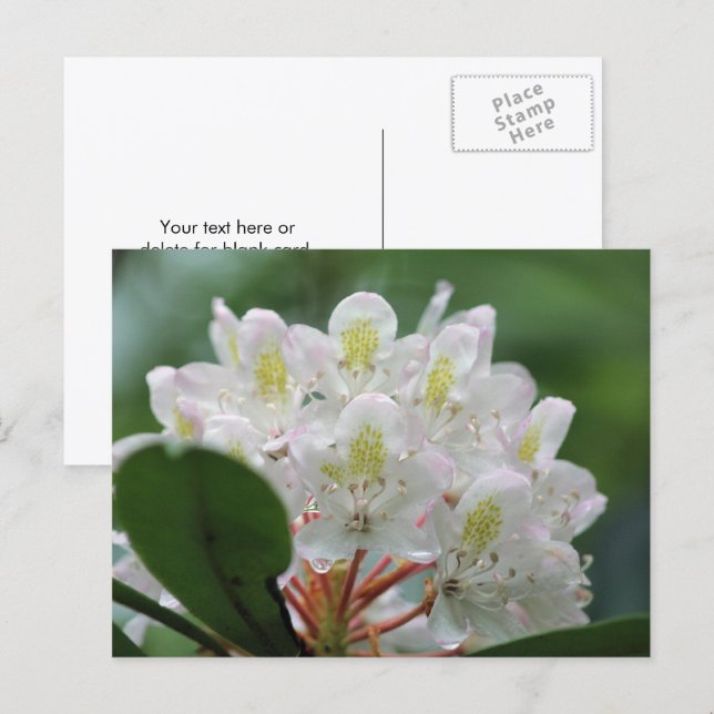 Cartão Postal Pretty White Azalea Flower Photography  (Frente/Verso)