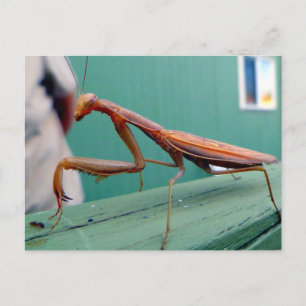 Cartão Postal Prezando Mantis & ant