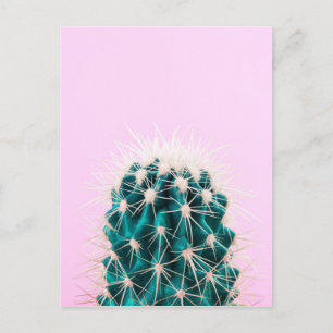 Cartão Postal Prickley Cactus a Rosa