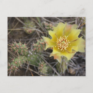 Cartão Postal Prickley Pear
