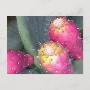 Cartão Postal Prickly Pear Post Card