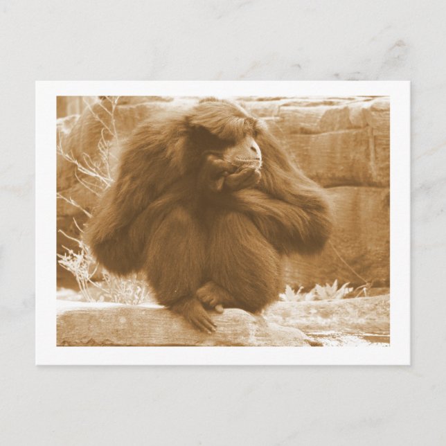 Cartão Postal Primate Pensativo (Frente)