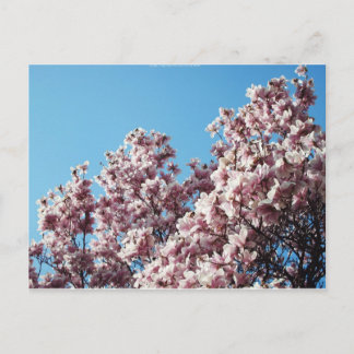 Cartão Postal primavera