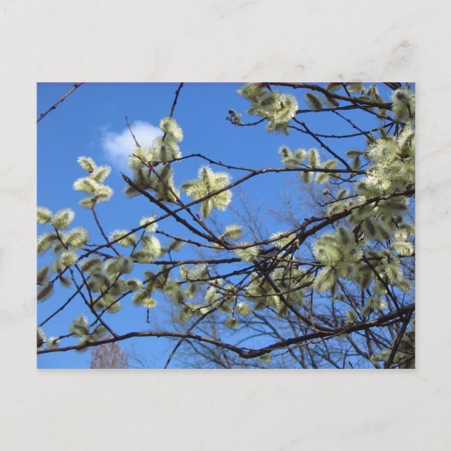 Cartão Postal Primavera (Frente)