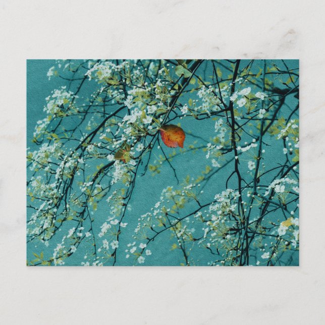 Cartão Postal Primavera (Frente)