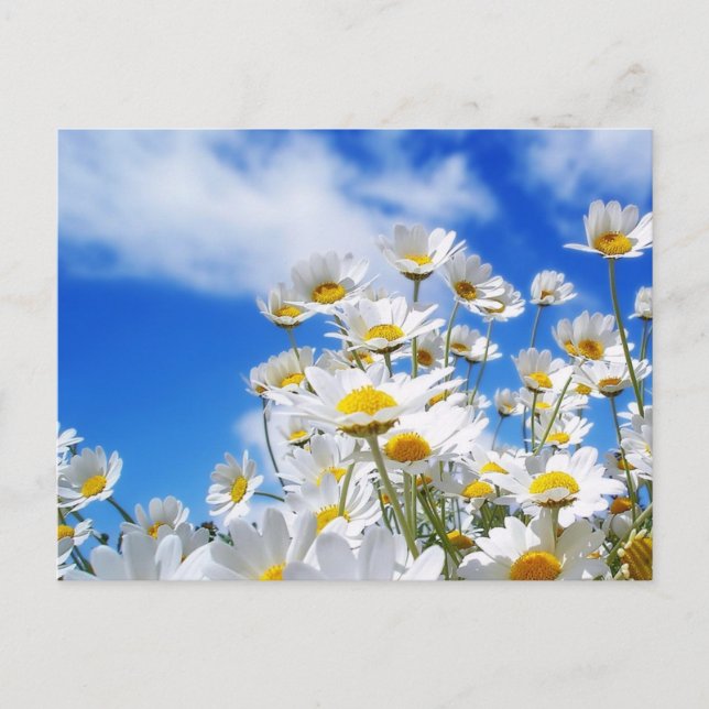 Cartão Postal Primavera (Frente)