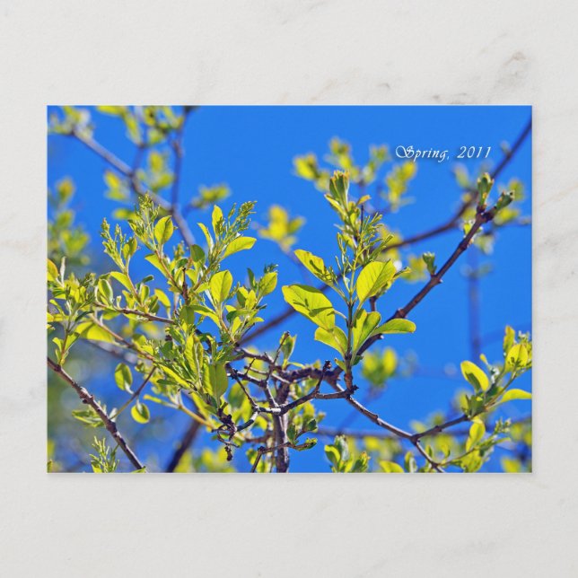 CARTÃO POSTAL PRIMAVERA (Frente)