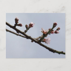 Cartão postal primavera