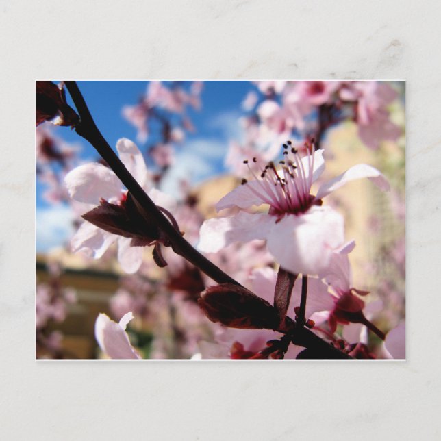 Cartão Postal Primavera (Frente)