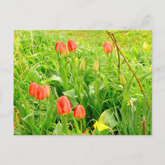 Cartão postal primavera 3 (Frente)