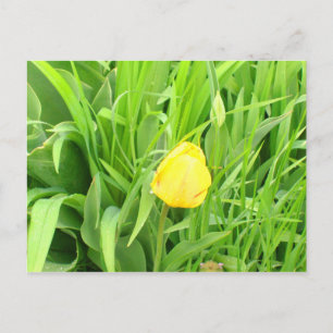 Cartão postal primavera 5