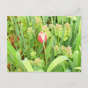 Cartão postal primavera 6