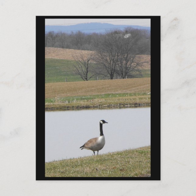 Cartão Postal ~ Primavera 65 ~ (Frente)