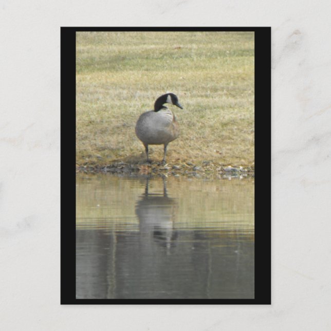 Cartão Postal ~ Primavera 71 ~ (Frente)