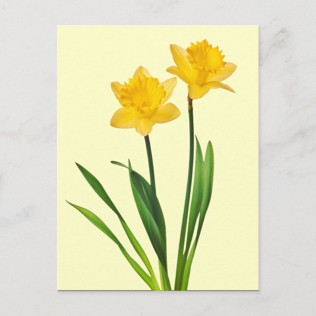 Cartão Postal Primavera amarelo Daffodils - Daffodil Modelo (Frente)