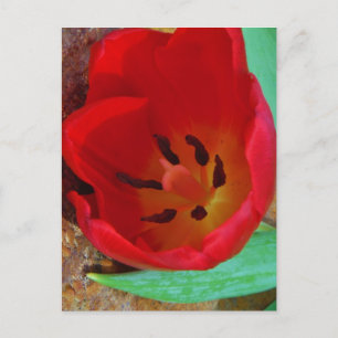 Cartão Postal Primavera amarelo e Red Tulip