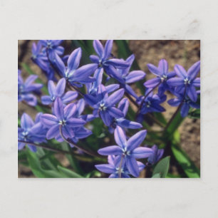 Cartão Postal Primavera Beauty, flores (Scilla Sibirica)