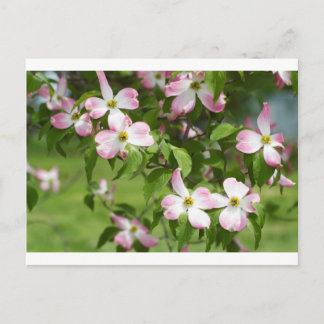 Cartão Postal Primavera Blooming Pink Dogwood Blossoms