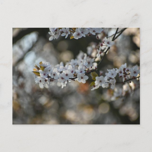 Cartão Postal Primavera Blossom (Frente)