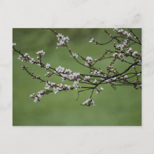 Cartão Postal Primavera Blossom