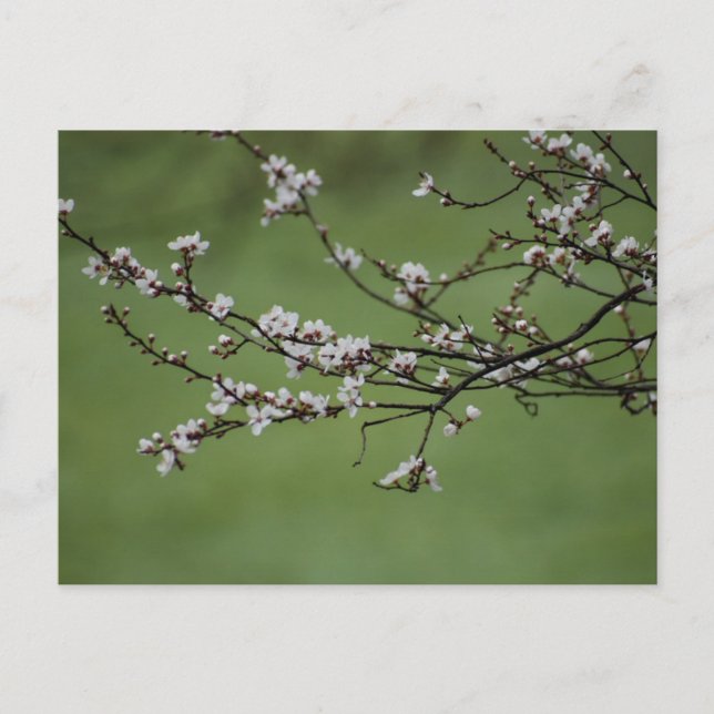 Cartão Postal Primavera Blossom (Frente)