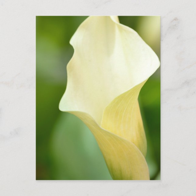 Cartão Postal Primavera Branco Calla Lily (Frente)