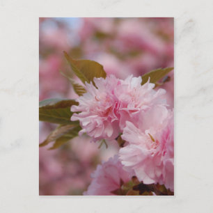 Cartão Postal Primavera Cherry Blossom