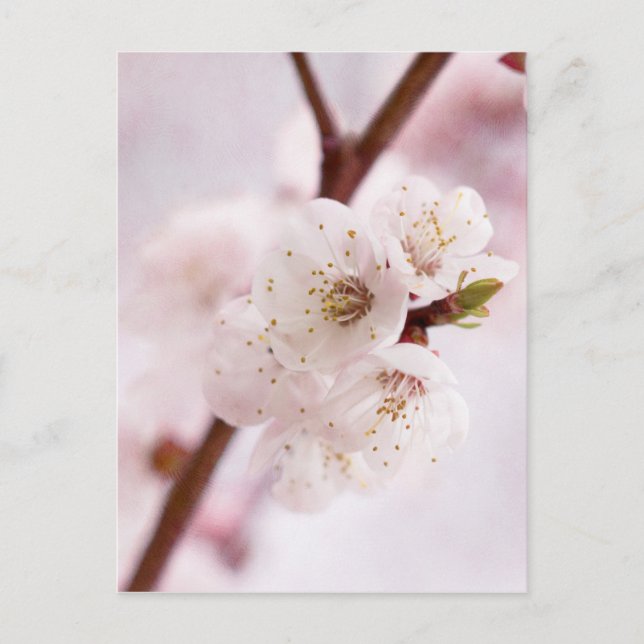Cartão Postal Primavera cor-de-rosa (Frente)