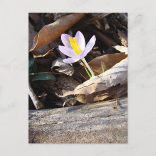 Cartão Postal Primavera Crocus