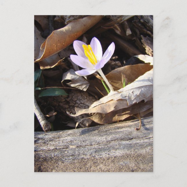Cartão Postal Primavera Crocus (Frente)