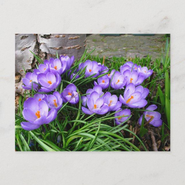 Cartão Postal Primavera Crocus (Frente)